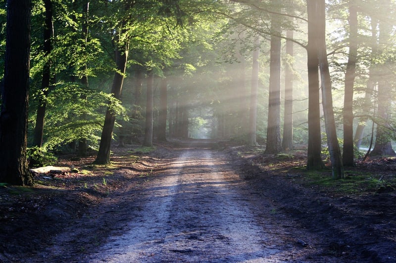 Nature walk in the forest
